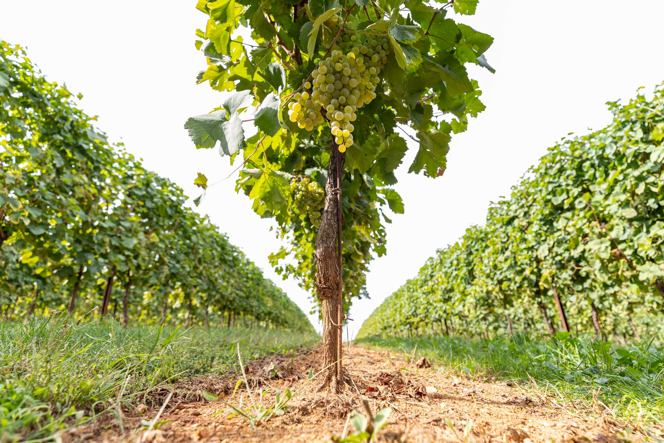 Cos’è la Glera, l’uva che dà vita al Prosecco di qualità