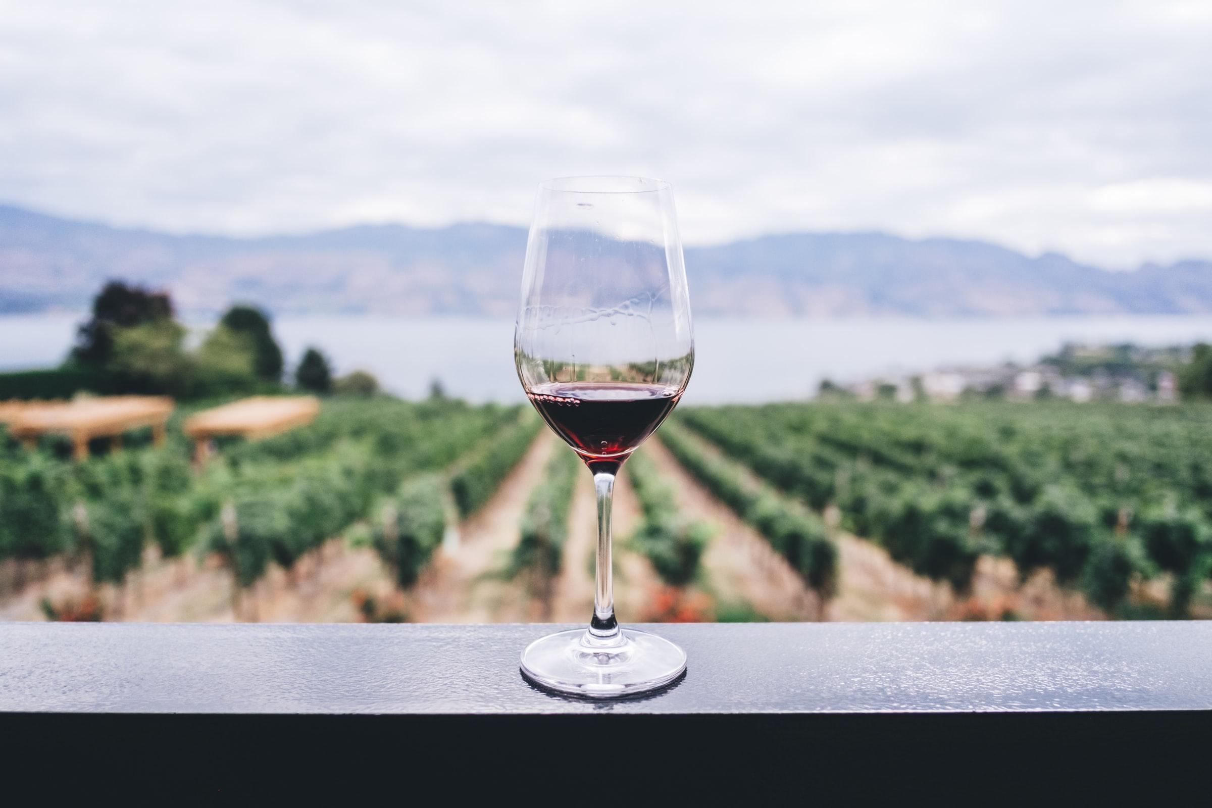 Tendenze 2022: Anche Il Vino Diventa Più Ecosostenibile