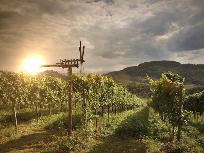 Vino sostenibile? Facciamo il punto tra certificazioni e ritorno economico