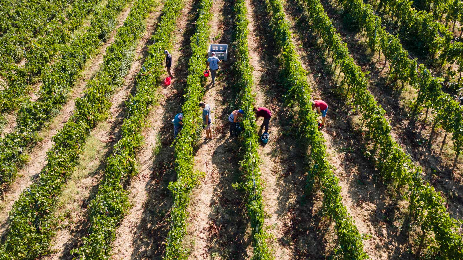 La Vendemmia 2022 ha inizio!
