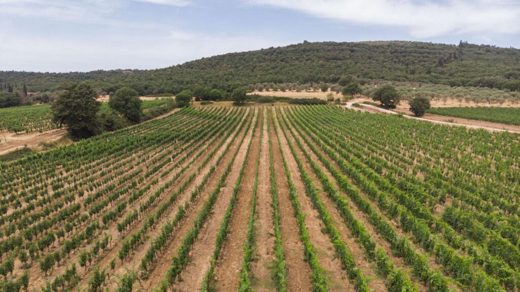 I vini del Lago Trasimeno