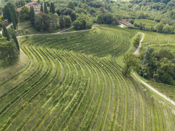 Ponca in the Colli Orientali: the soil that gives Rocca Bernarda’s wines their character